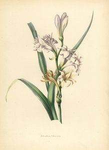 Tuberose, Polianthes Tuberosa